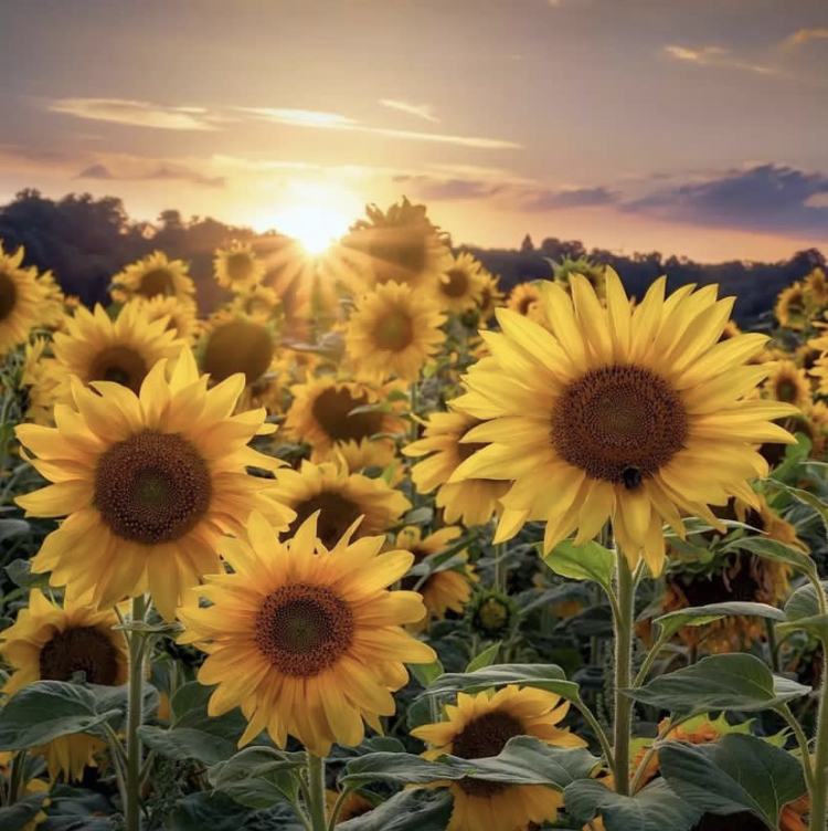 Sonnenblumen Bilder